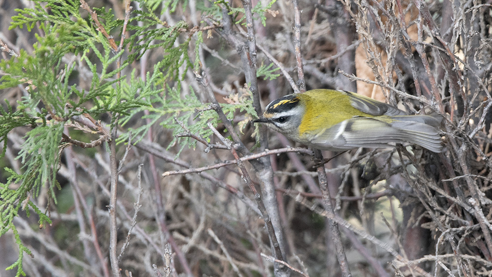 Common Firecrest